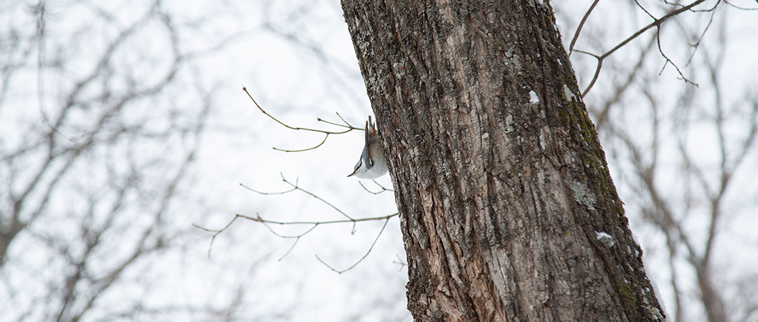 ガイドと行く サロマ湖早朝ウォーク