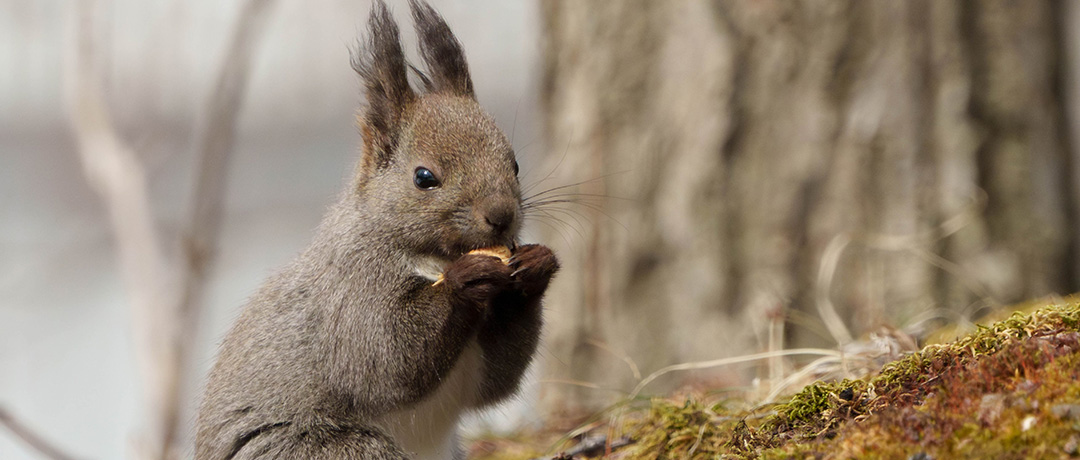 ガイドと行く サロマ湖早朝ウォーク