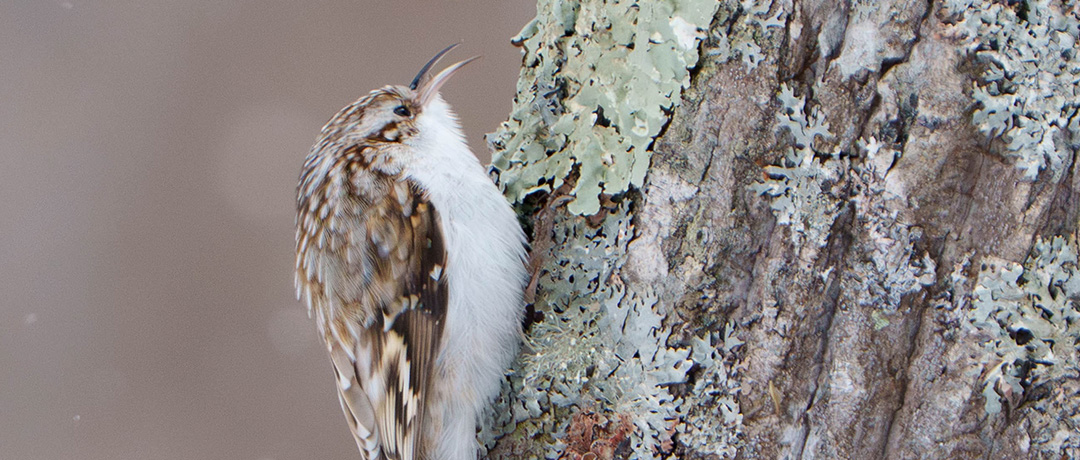 ガイドと行く サロマ湖早朝ウォーク
