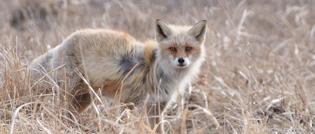 ガイドと行く サロマ湖早朝ウォーク