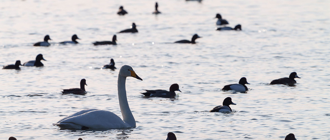 ガイドと行く サロマ湖早朝ウォーク