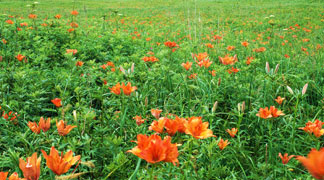 ワッカ原生花園